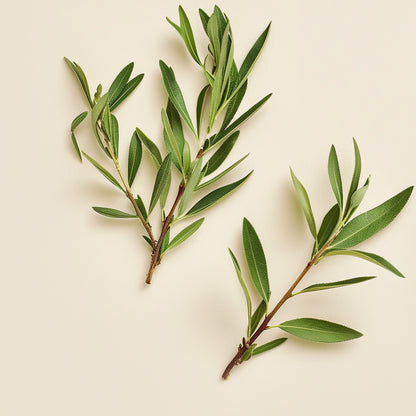 Tea Tree Oil Ingredient