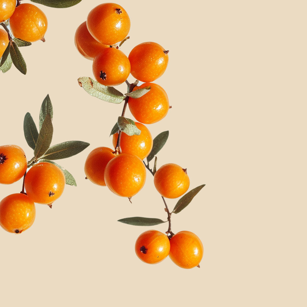 Sea Buckthorn Ingredient